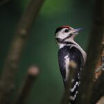 woodpecker